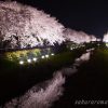 絶対おすすめ！調布市「野川の桜ライトアップ」は東京一の夜桜浪漫