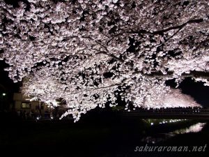 野川の桜ライトアップ4-3