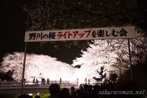 野川の桜ライトアップ4