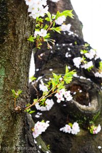 染井霊園の桜1