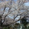 ソメイヨシノ（染井吉野）発祥の地、旧染井村（現：駒込周辺）の桜