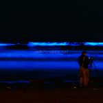 鎌倉市の由比ヶ浜で夜光虫による青いオーロラの海が見られました