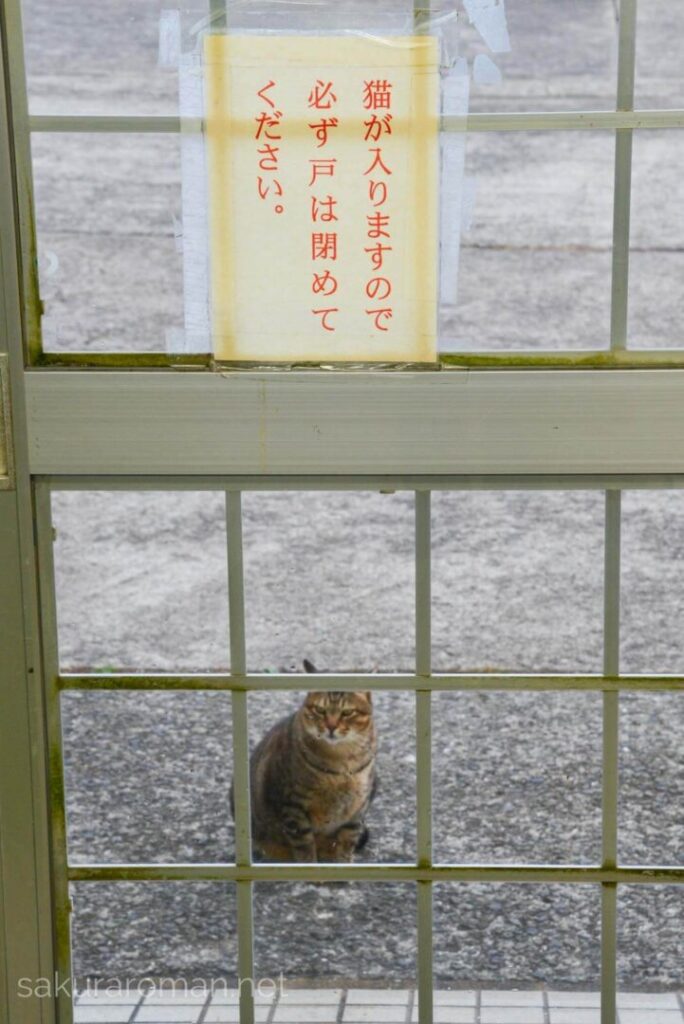 池島猫3
