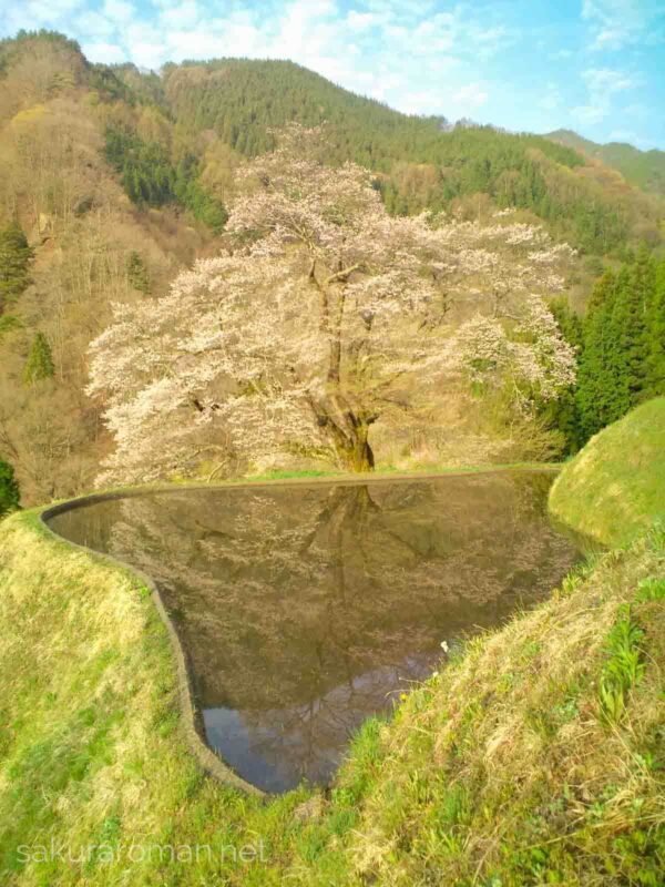 長野県阿智村にある駒つなぎの桜