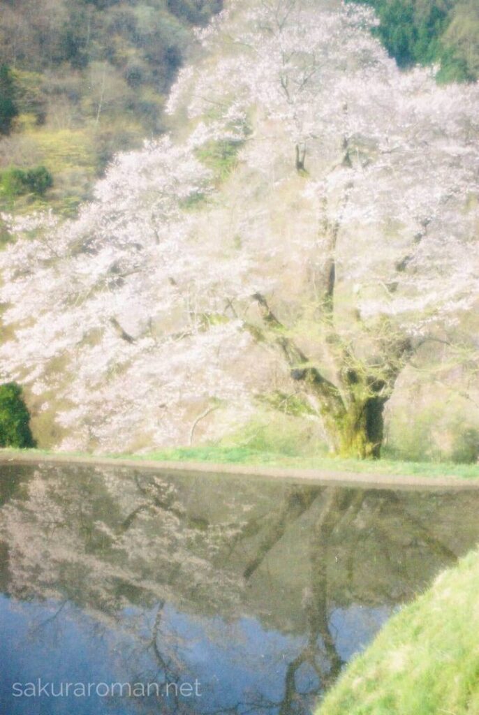 駒つなぎの桜_リバーサルフイルム