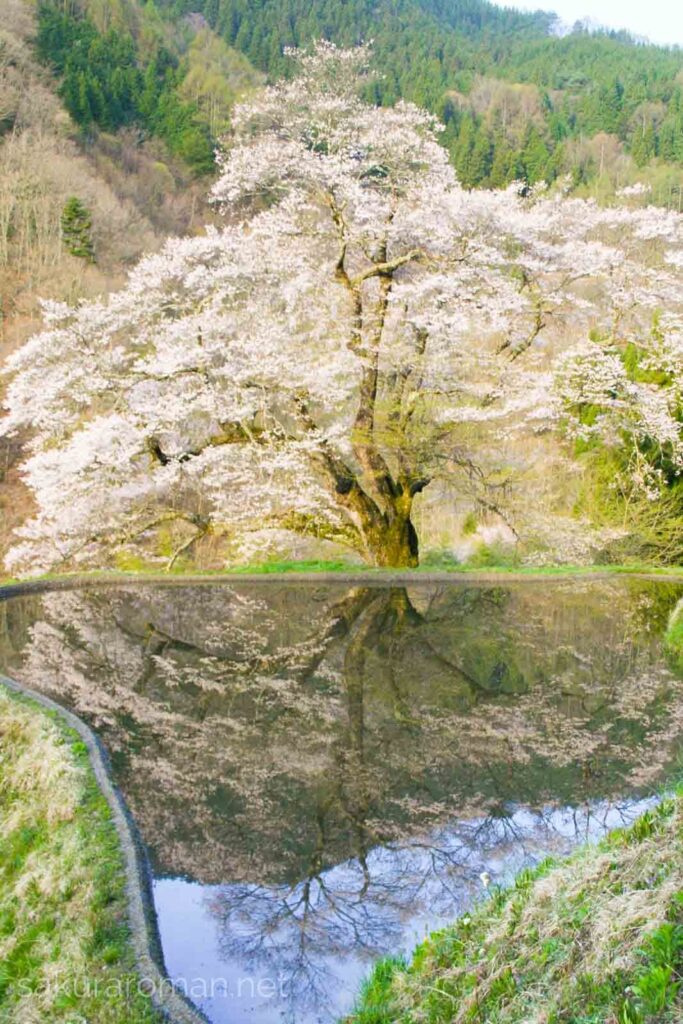 長野県阿智村にある駒つなぎの桜が水田に映る