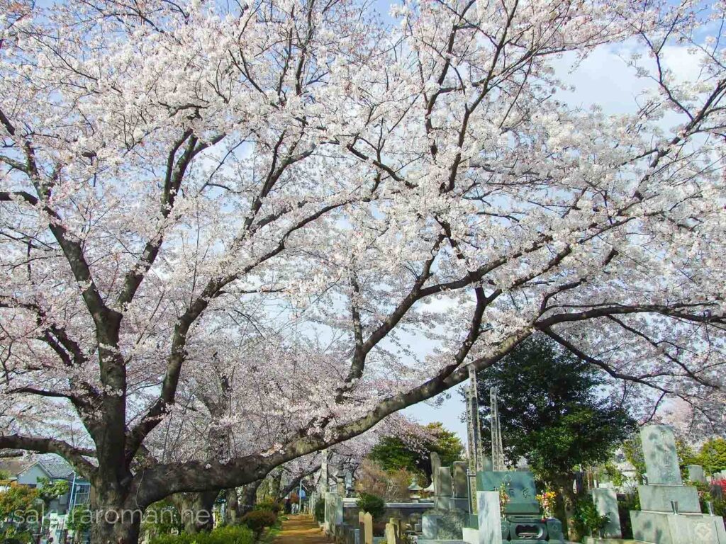 染井霊園の桜2