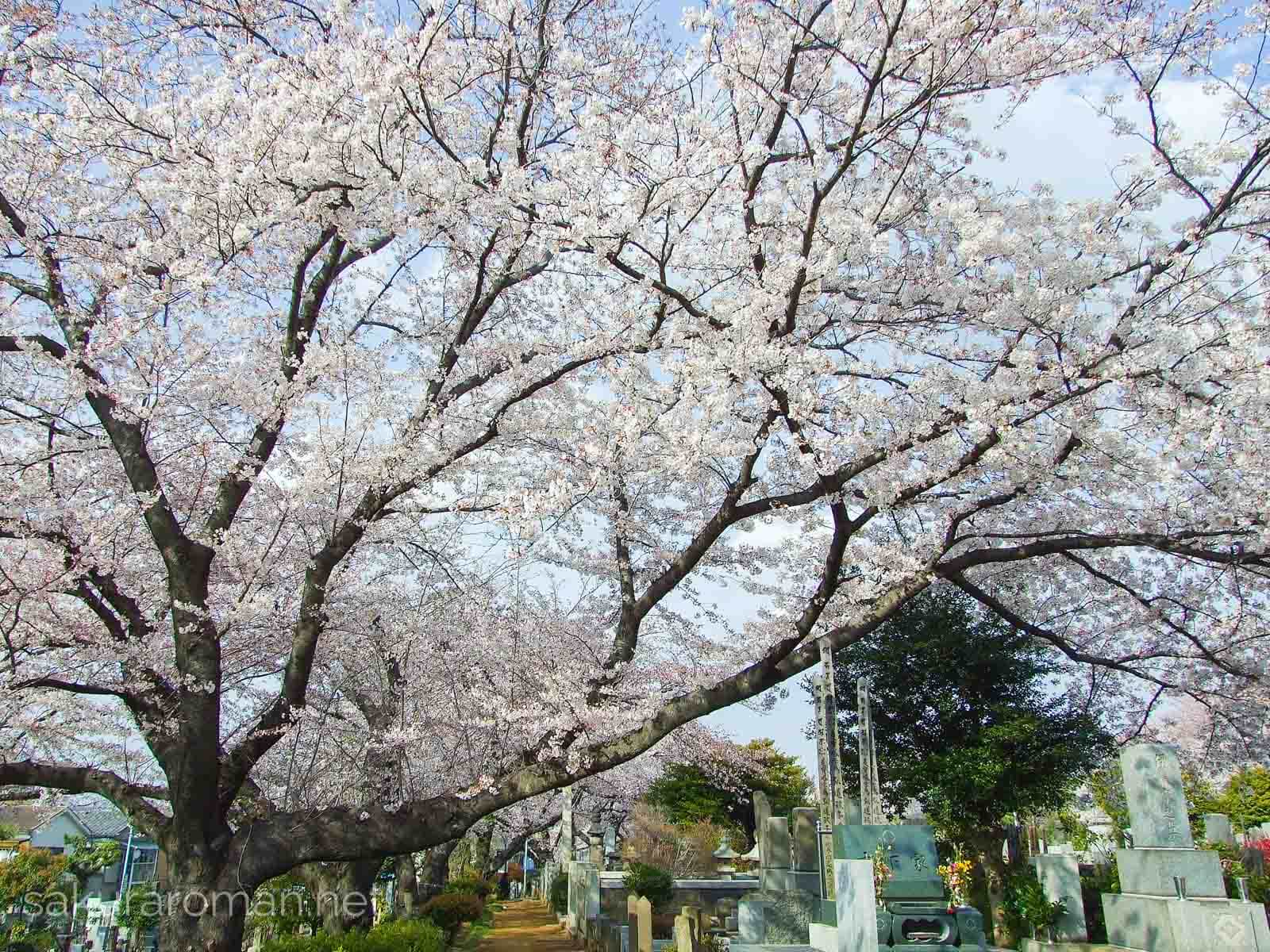 染井霊園の桜2