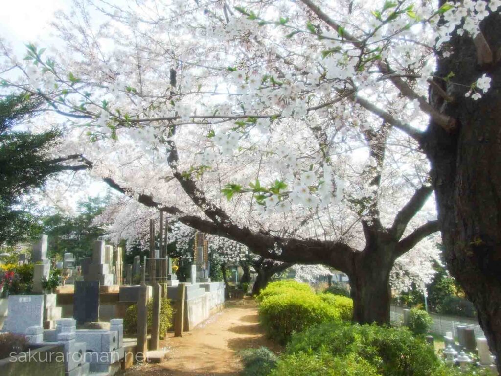 染井霊園の桜