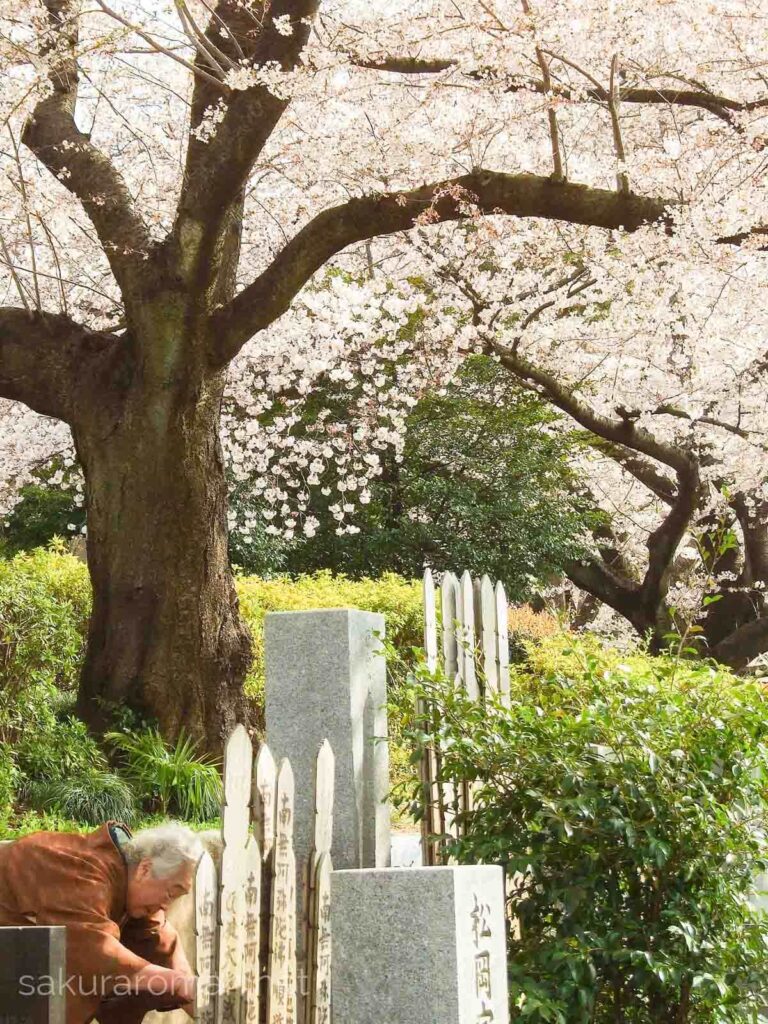 染井霊園の桜とお墓参り