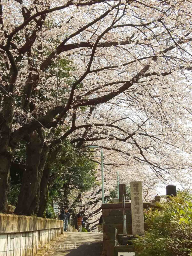 染井霊園の桜3
