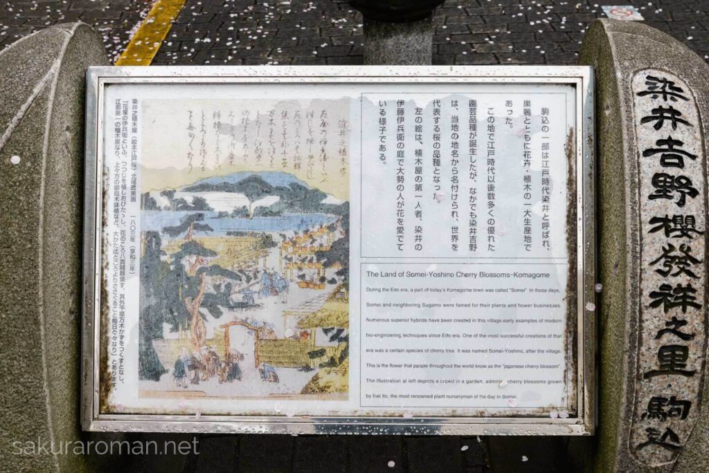 駒込にある染井吉野桜発祥の里碑
