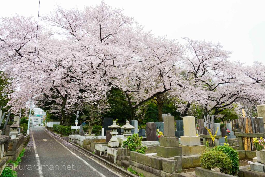 染井霊園の桜8