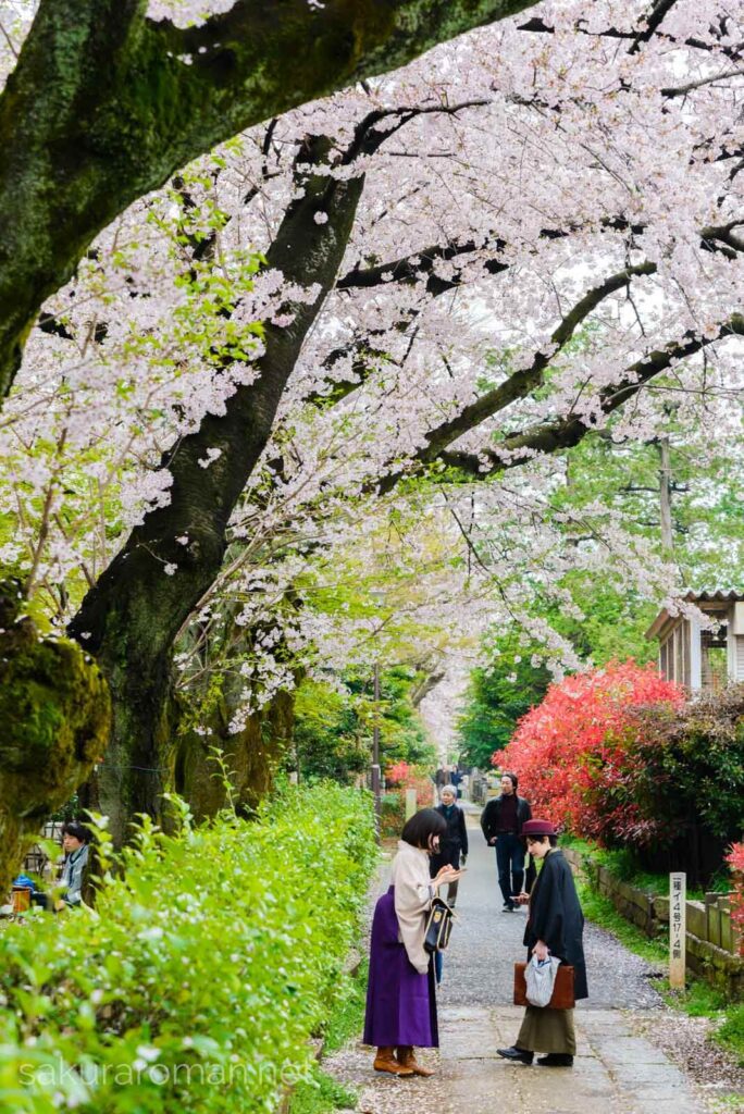 染井霊園の桜5