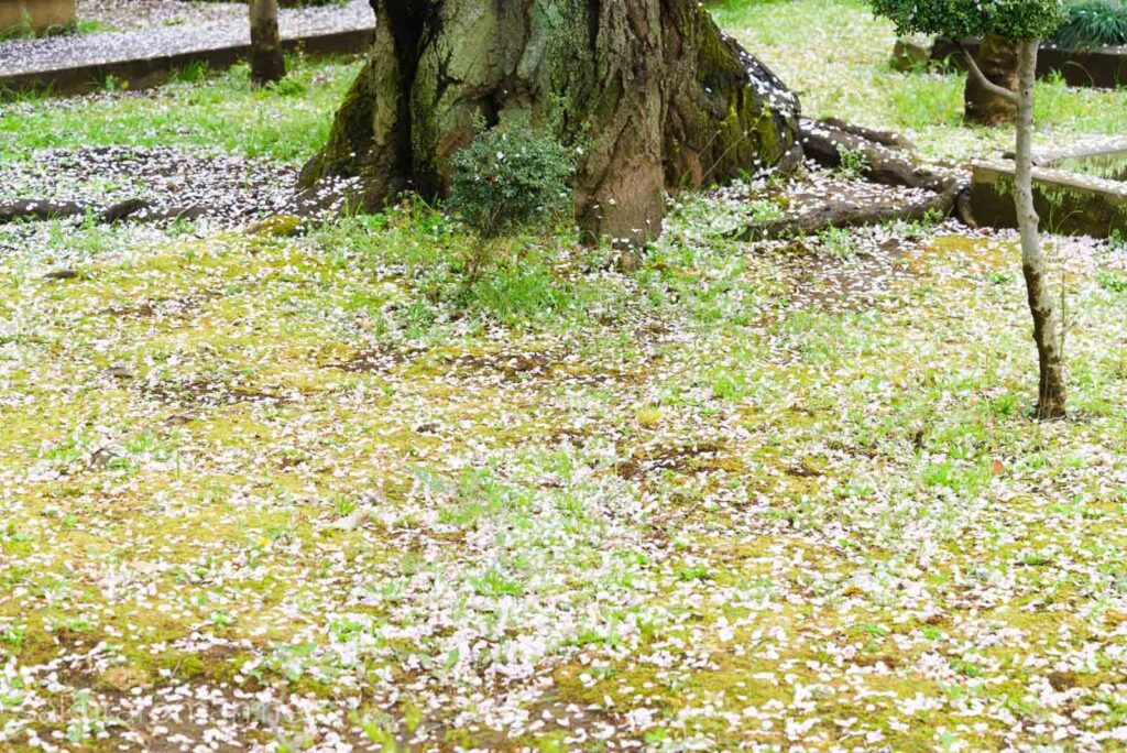 染井霊園の桜の下に散る桜