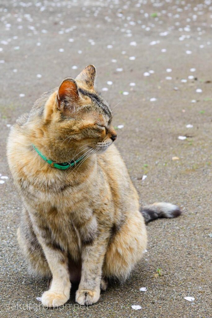 染井霊園の桜を愛でる猫