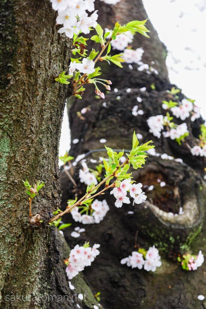 染井霊園の桜8