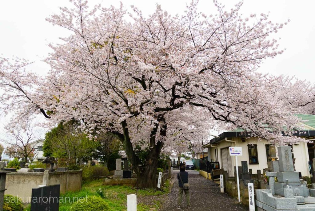 染井霊園の桜を楽しむ男性