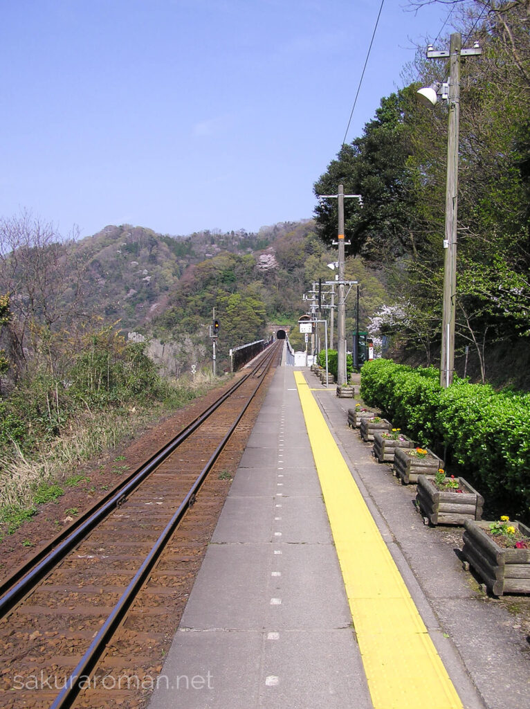 桜咲く春の余部鉄橋5