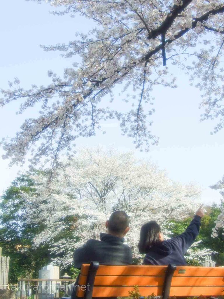 染井霊園の桜を楽しむ夫婦