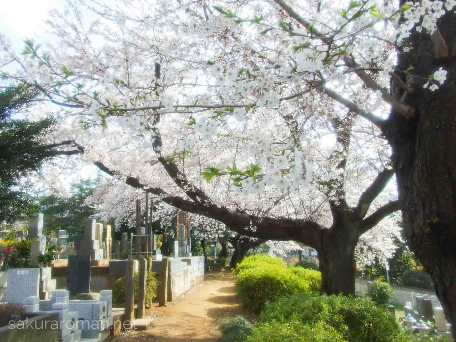 染井霊園の桜