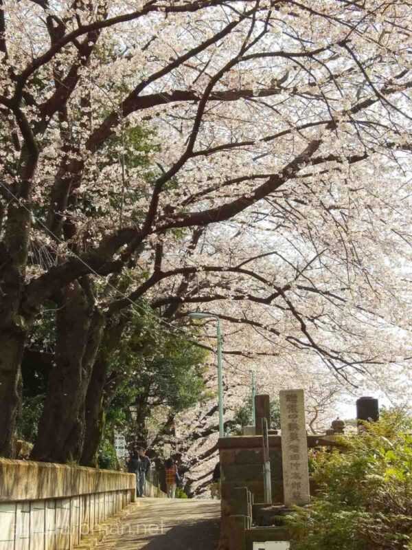 染井霊園の桜3