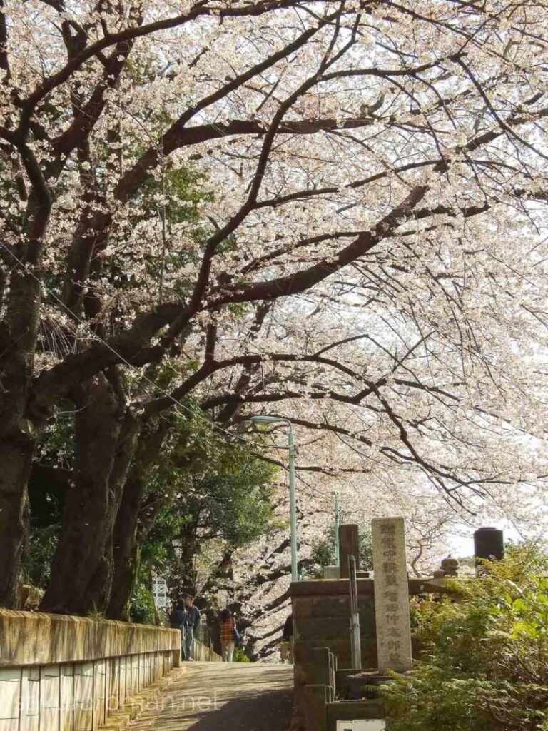 染井霊園の桜3