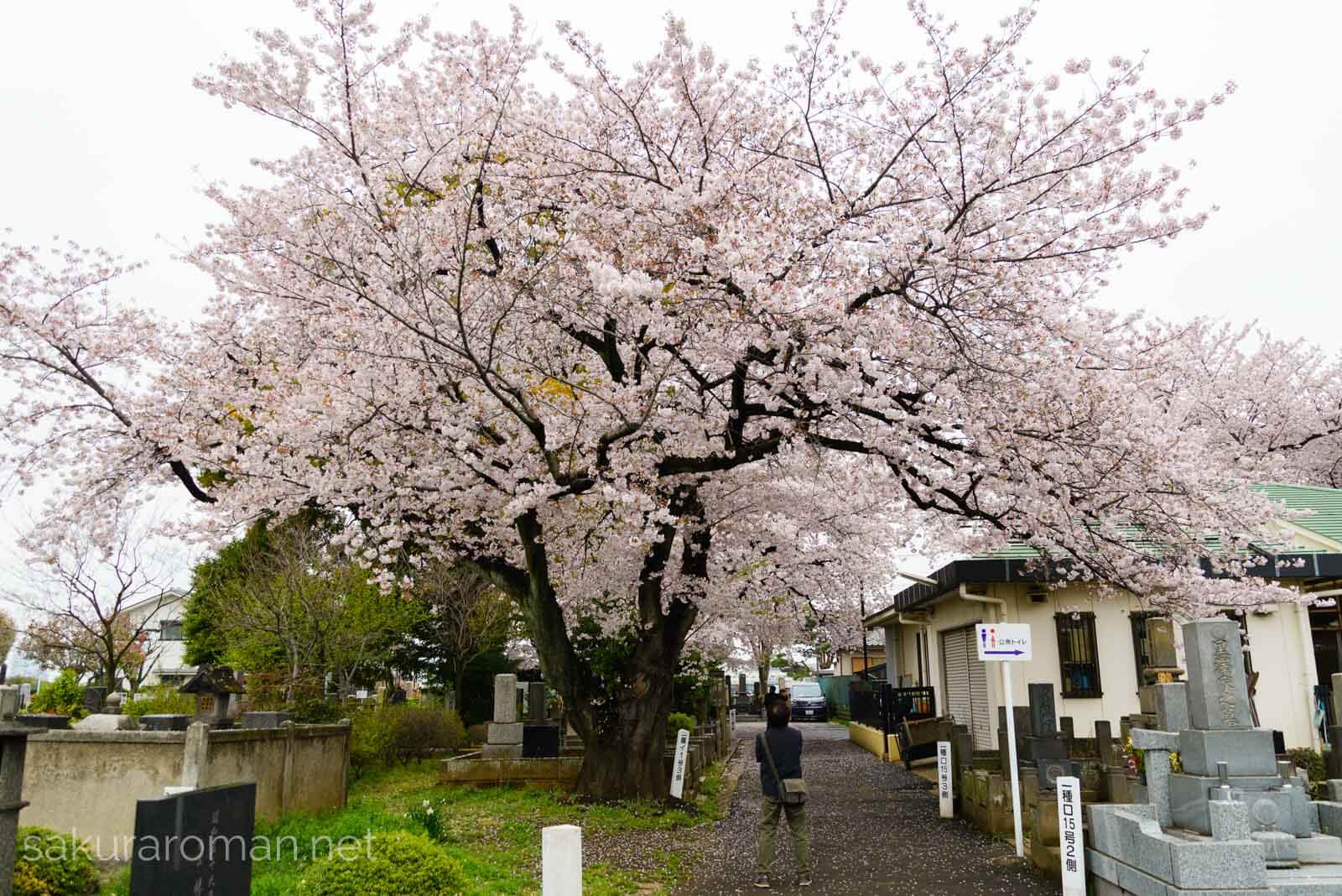 染井霊園の桜を楽しむ男性