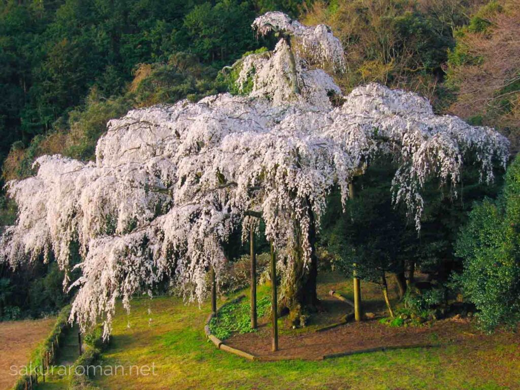 長興山紹太寺のしだれ桜1