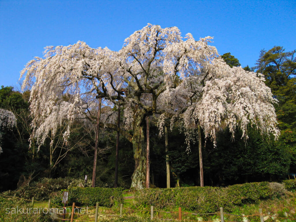 長興山紹太寺のしだれ桜2