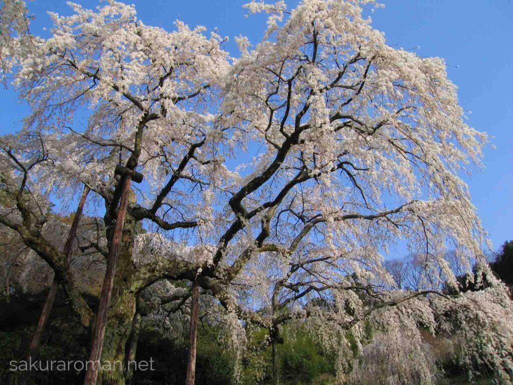 長興山紹太寺のしだれ桜3