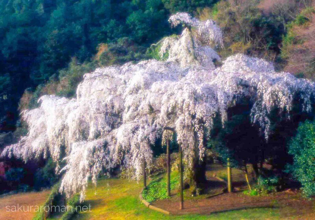 長興山紹太寺のしだれ桜4