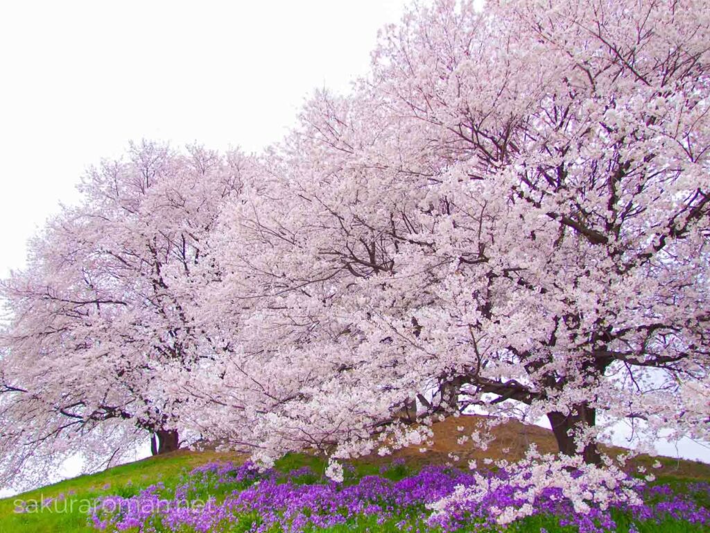 満開の花を咲かせる白石稲荷山古墳の桜