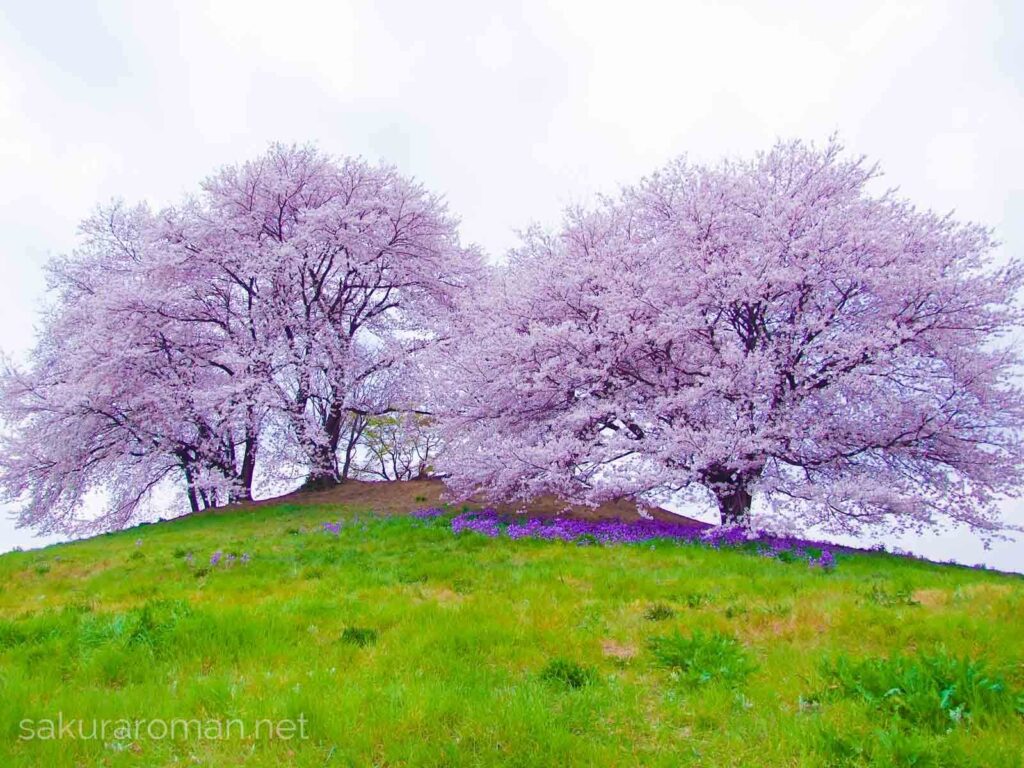 仲良く並んで咲く白石稲荷山古墳の桜