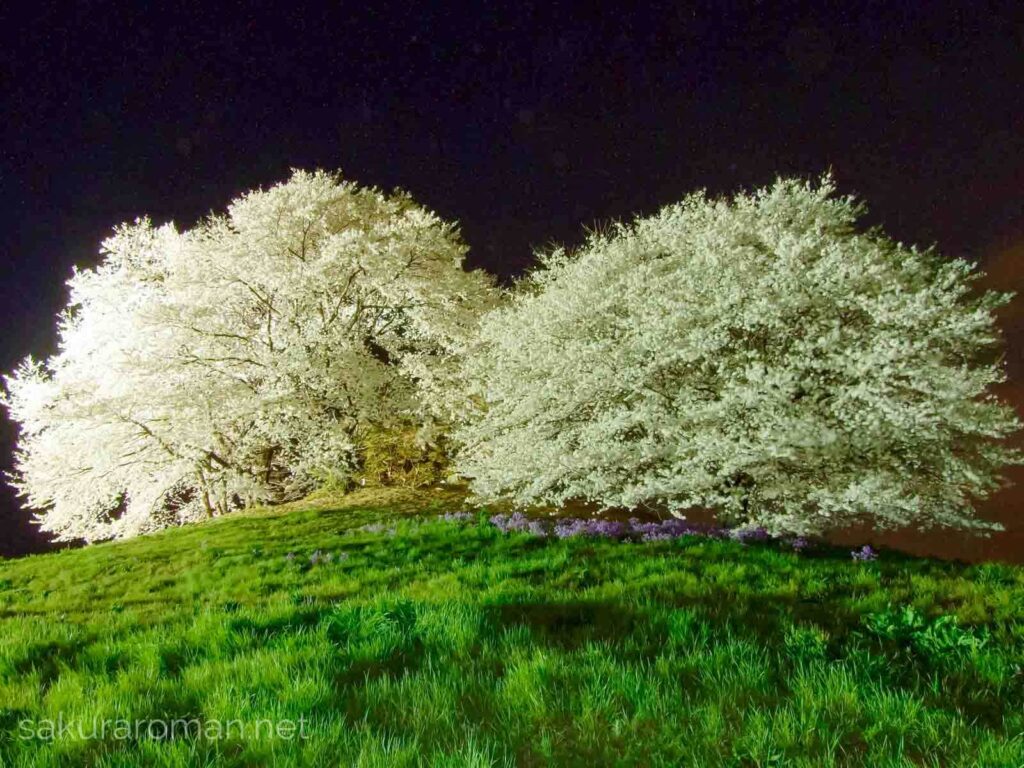 斜光を浴びて夜に映える白石稲荷山古墳の桜