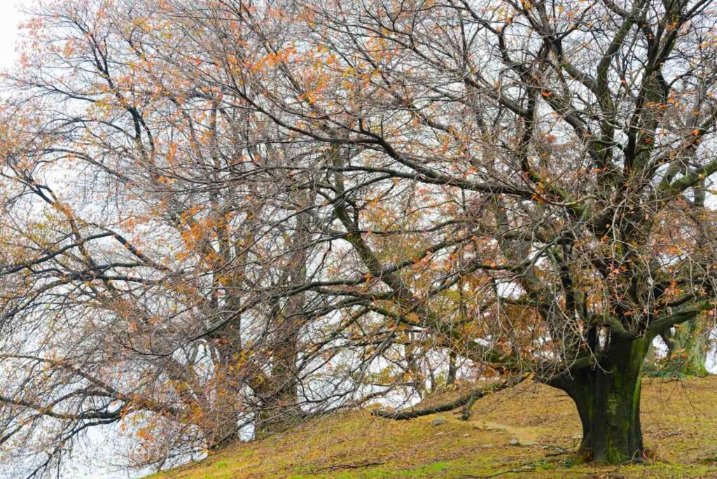 晩秋ですっかり葉も落ちた白石稲荷山古墳の桜