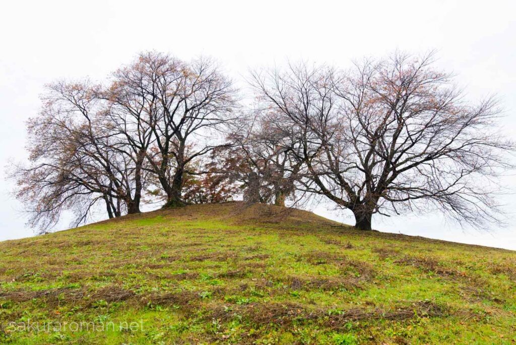 晩秋で荒涼とした白石稲荷山古墳の桜
