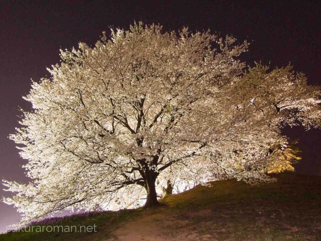 深夜に光をまとう白石稲荷山古墳の桜