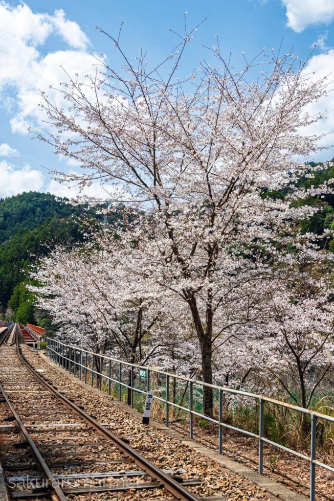 奥大井湖上駅には満開のソメイヨシノが咲いていました。