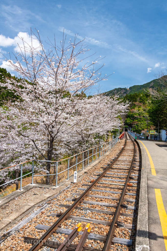 奥大井湖上駅から接岨峡温泉駅方面を望む。ソメイヨシノが咲いている。
