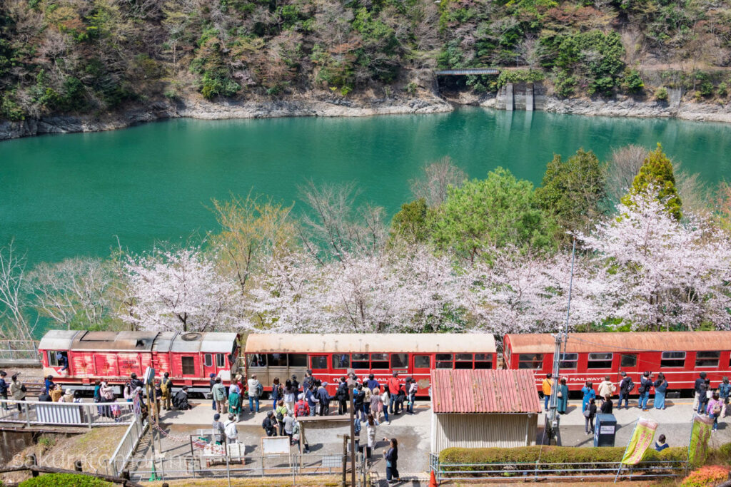 奥大井湖上駅と列車と桜