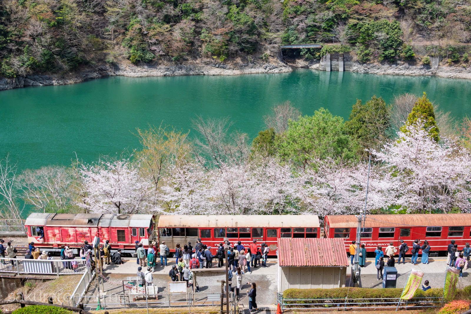 奥大井湖上駅と列車と桜