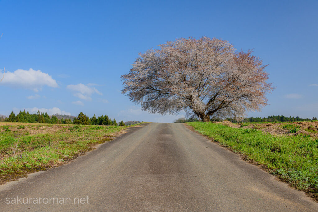 田住の一本桜とまっすぐ伸びる農道、春空の下で咲く桜