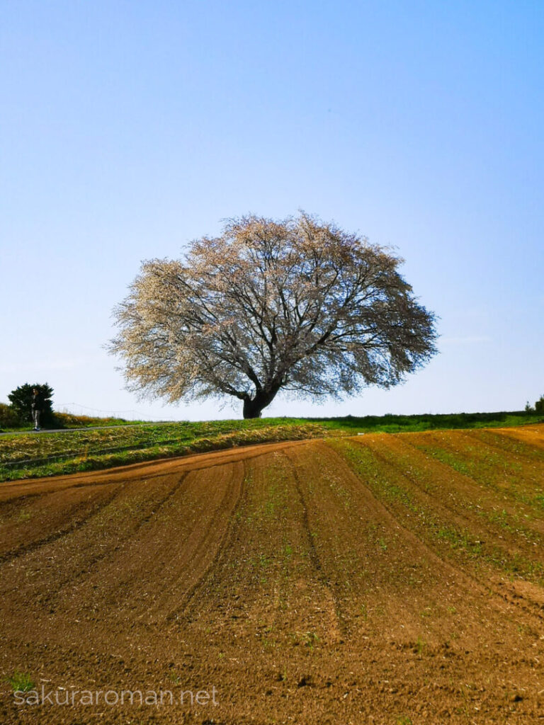 パッチワークの畑に佇む田住の一本桜と青空