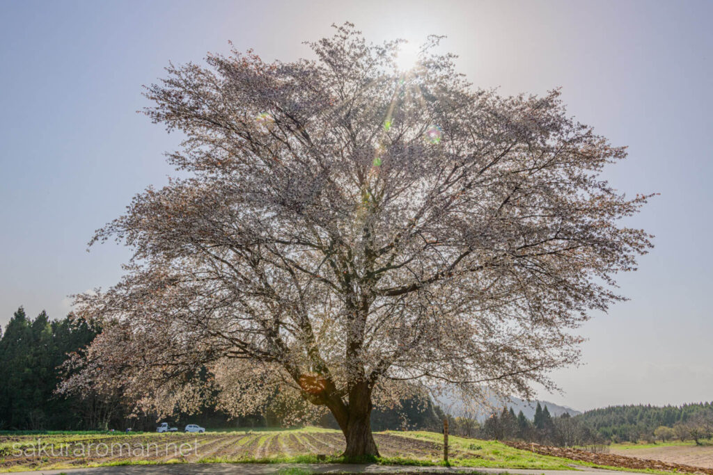 逆光に照らされて咲く田住の一本桜と光のフレア
