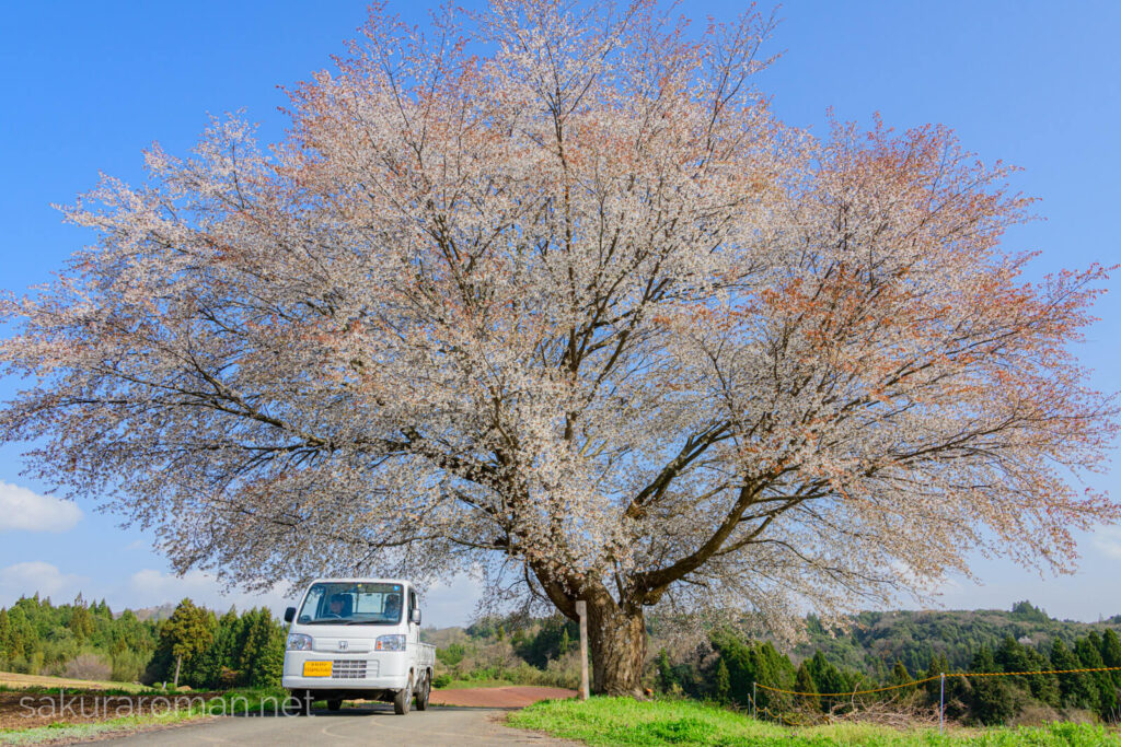 白い軽トラと満開の田住の一本桜、春の農村風景