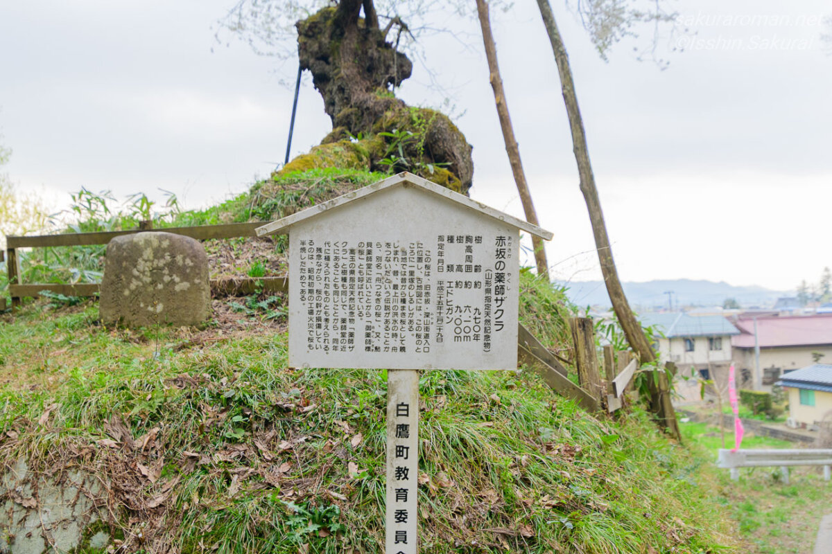 赤坂の薬師ザクラの古株と白鷹町教育委員会の説明板