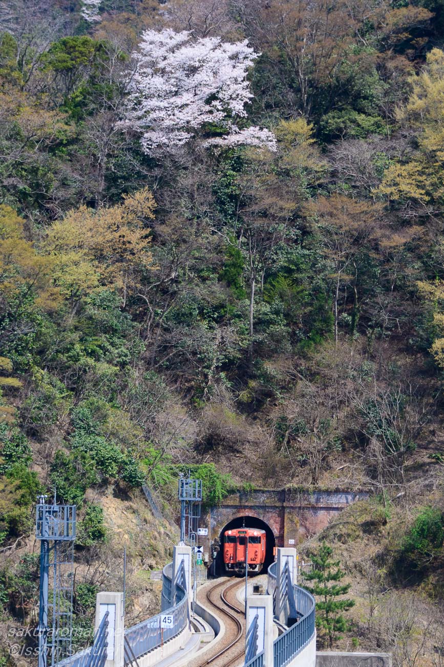山桜の咲く山を背にトンネルから現れた赤い列車