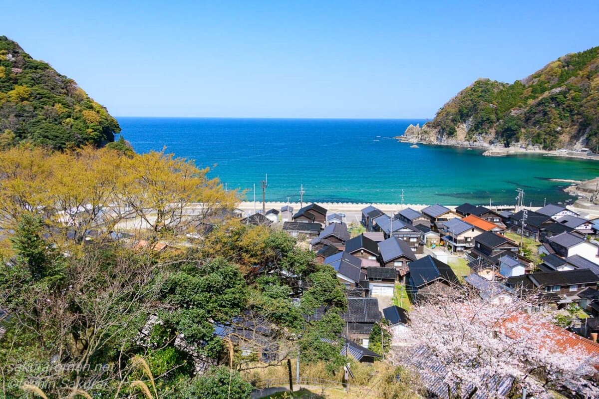 桜咲く山から見下ろした余部の集落と青い日本海