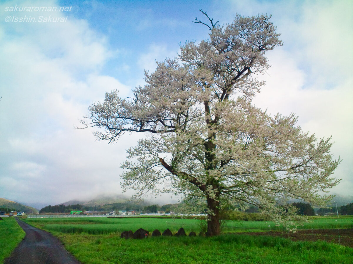 曇り空の早朝に白石市福岡深谷の田園で咲く青木の桜
